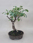 Bonsai Malus