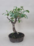 Bonsai Malus