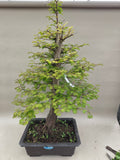 Bonsai Metasequioa