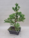 Bonsai cryptomeria