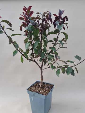 Bonsai startmateriaal Prunus sistena