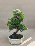 Bonsai Vuurdoorn oranje bes