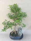 Bonsai Zanthoxylum met rots