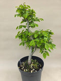 Bonsai Winterlinde