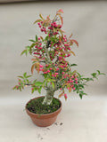 Bonsaï Euonymus