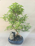 Bonsai Zanthoxylum met rots