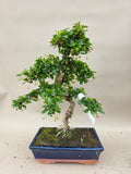 Bonsai carmona