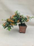 Bonsai Feuerdorn orange Beere Kaskade