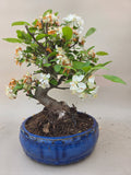 Bonsai Malus evereste