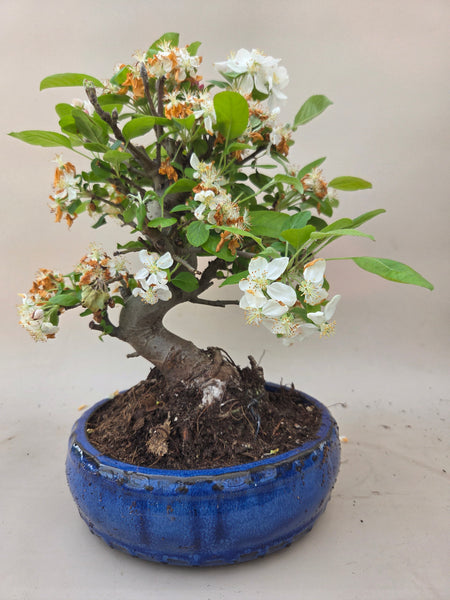 bonsai düngen ab wann Bonsai-Dünger online kaufen – Urbangreen