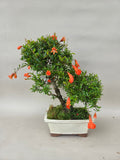 Bonsaï Punica granatum