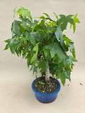 Liquidambar