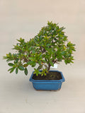 Bonsai-Azalee