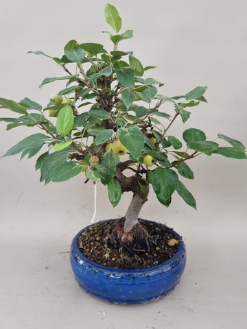 Bonsai Malus evereste