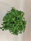 Bonsai Liguster