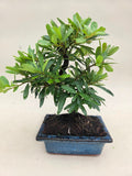 Bonsai Vuurdoorn oranje bes