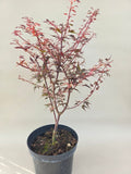 acer palmatum hime shojo