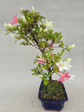 Azalée Bonsaï Kotaro