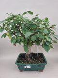 Bonsai Malus evereste