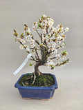 Bonsai Prunus tomentosa