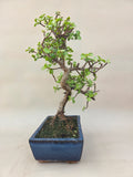 Bonsai Portulacaria