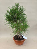Bonsai Pinus thunbergii
