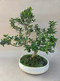 Bonsaï Citrus myrtifolia mandarinier