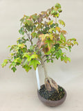 Acer Beurgerianum op rots
