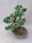 Bonsai Juniperus chinensis