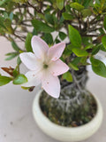 Azalee Miharu Neagari-Stil