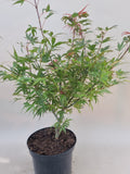 acer palmatum shaina