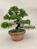 Bonsaï Juniperus chinensis itoigawa shohin