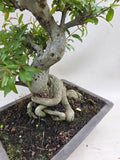 Bonsai punica granatum nejikan