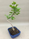 Ginkgo biloba