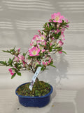 Bonsai Azalea reiko