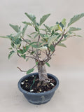 Bonsai sorbes bezem stijl