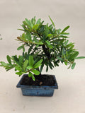 Bonsai Vuurdoorn oranje bes