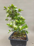 Bonsai Azalea zenbazuru