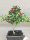 Bonsai Weigelie