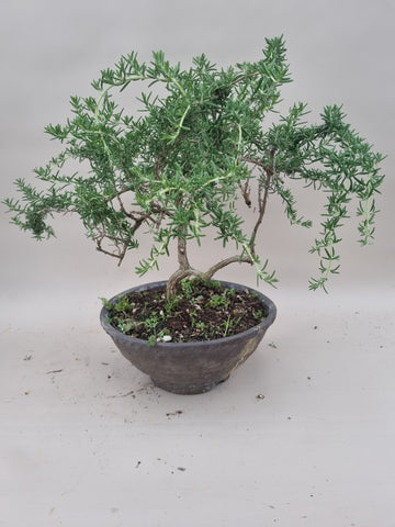 Bonsai rozemarijn