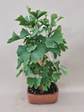 Ginkgo biloba