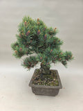 Pinus parviflora