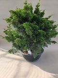 Bonsai Juniperus chinensis itoigawa