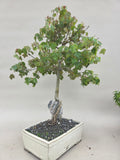 Acer Beurgerianum op rots