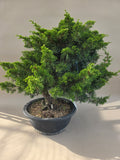 Bonsai Juniperus chinensis itoigawa