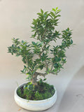 Bonsaï Citrus myrtifolia mandarinier