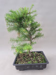 Bonsai Lariks decidua