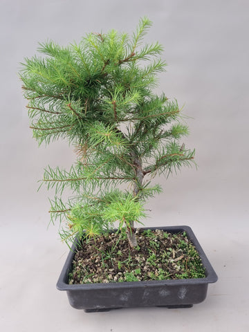 Bonsai Lariks decidua
