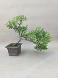 Bonsai Pyracantha gelbe Beere