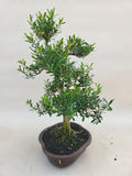 Bonsai buxus harlandii